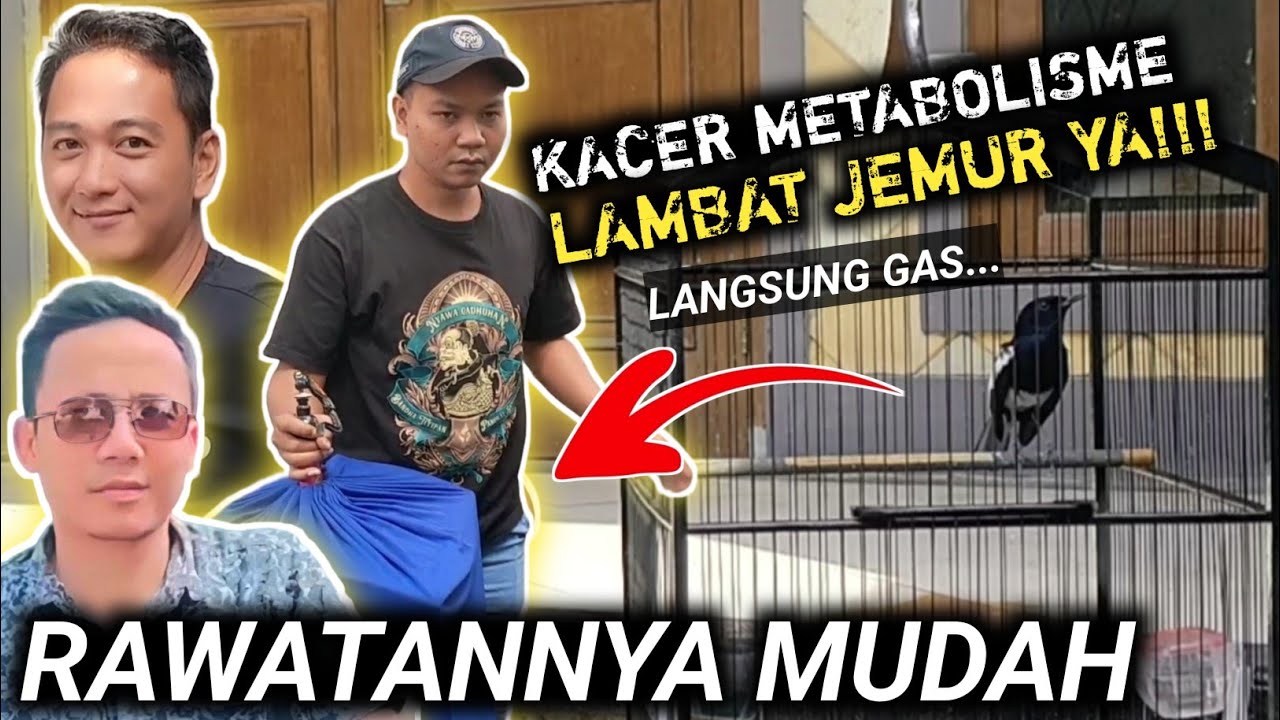 MERAWAT KACER METABOLISME LAMBAT LANGSUNG DIGAS JEMUR LANGSUNG KACER GACOR