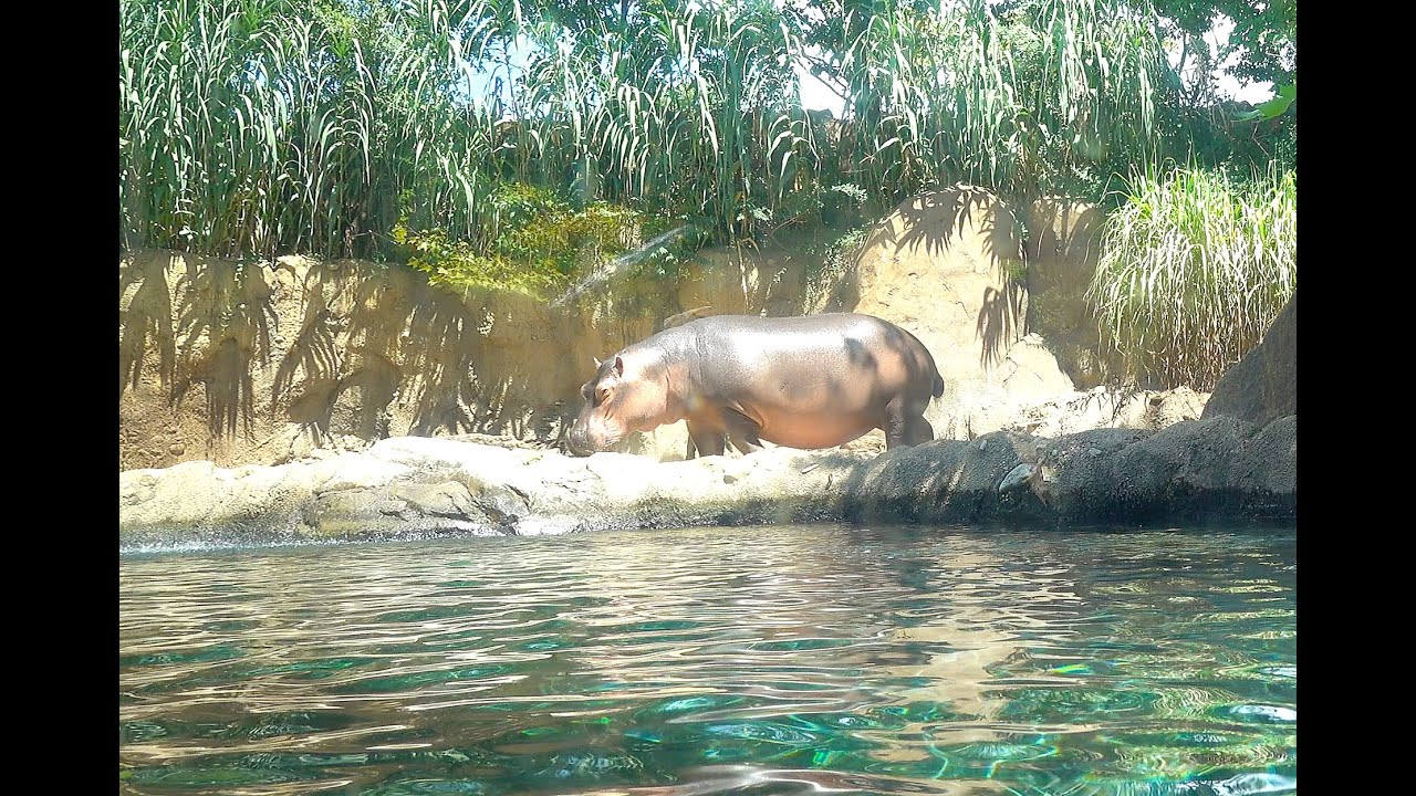 4K: Exploring Cincinnati's Zoo and Botanical Gardens + Fiona the Hippo