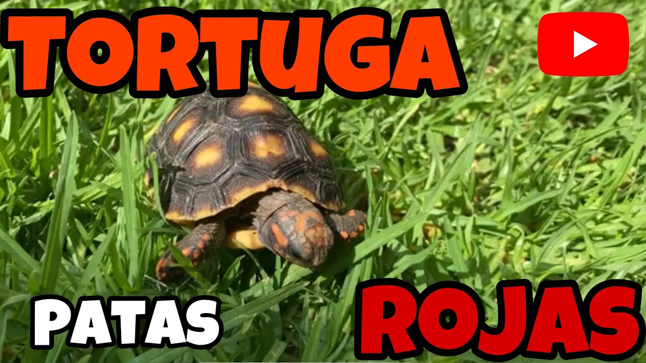 La TORTUGA PATAS ROJAS | TORTUGA (MORROCOY)