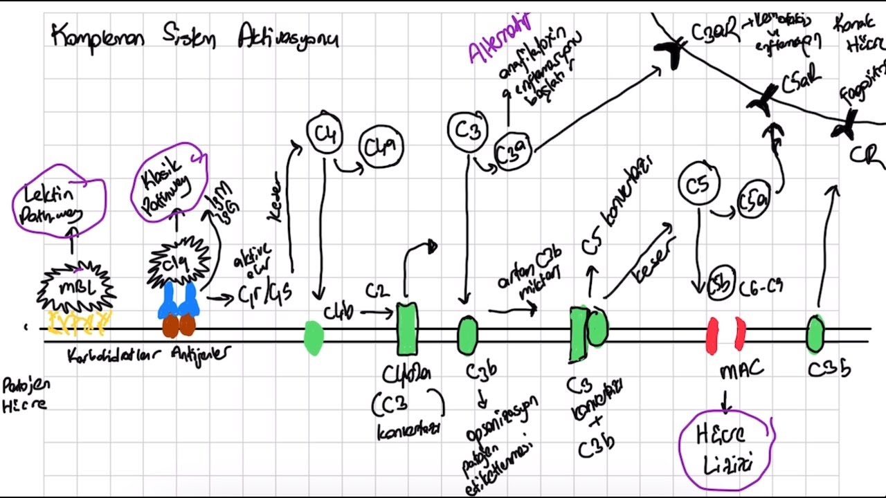 KOMPLEMAN SİSTEMİ KISA ÖZET  #kompleman #sistem #immünoloji #immunology