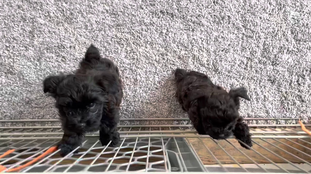 Yorkie Poo puppies age 7 weeks