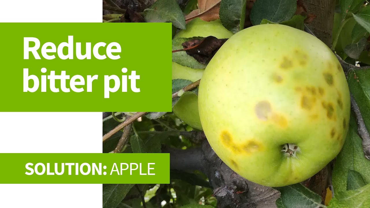How to reduce bitter pit in apple?