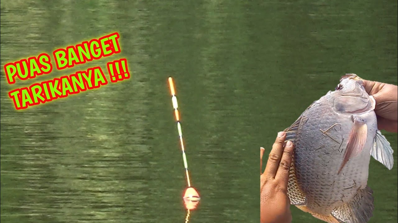 MANCING LOBANG IKAN NILA TARIKAN NYA JOSS BANGET BOS KUHHH | #mancingnilababon |