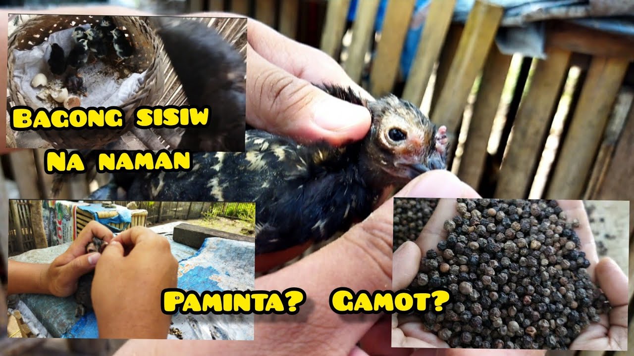 GAMOT PARA SA BULUTONG | HOW TO CURE FOWL POX
