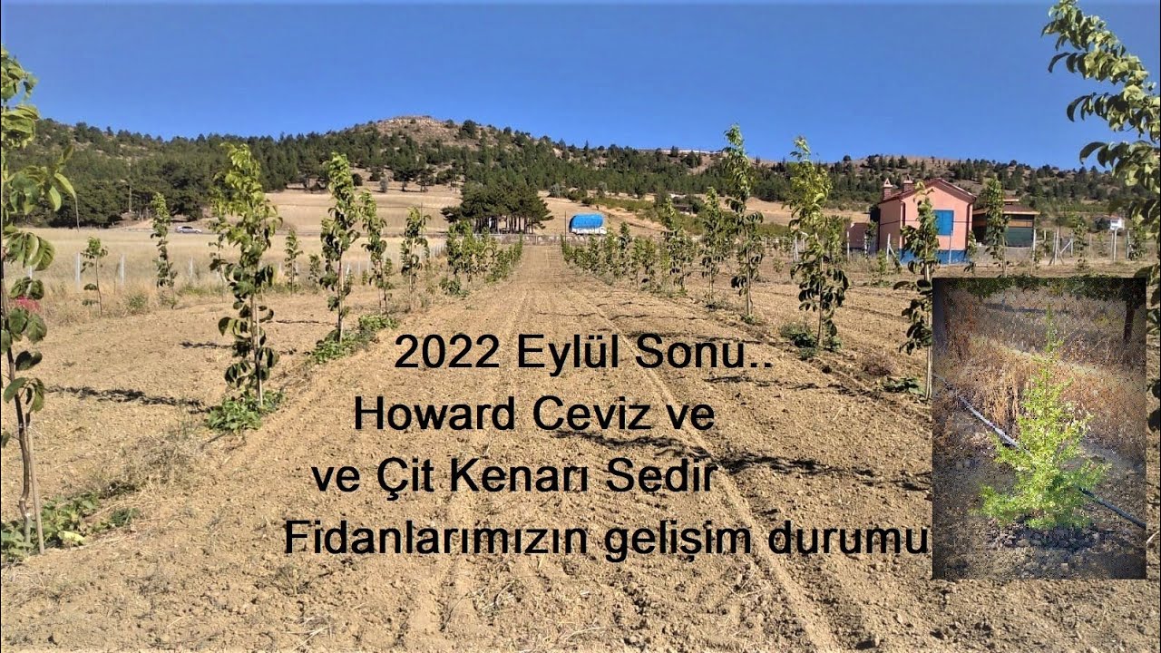 11) Eylül Sonu Howard Ceviz Bahçemiz ve Sedir Fidanlarımızın Son Hali