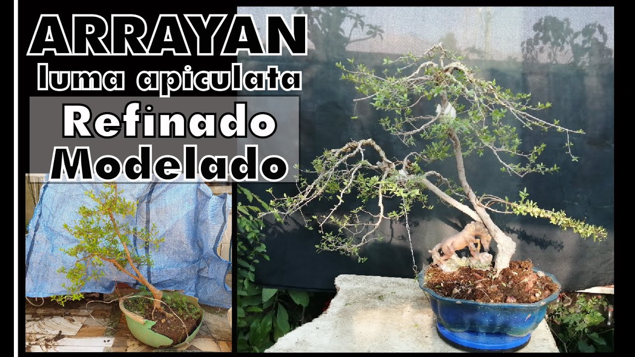 ARRAYAN (Luma apiculata ) - Bons&aacute;i doble tronco