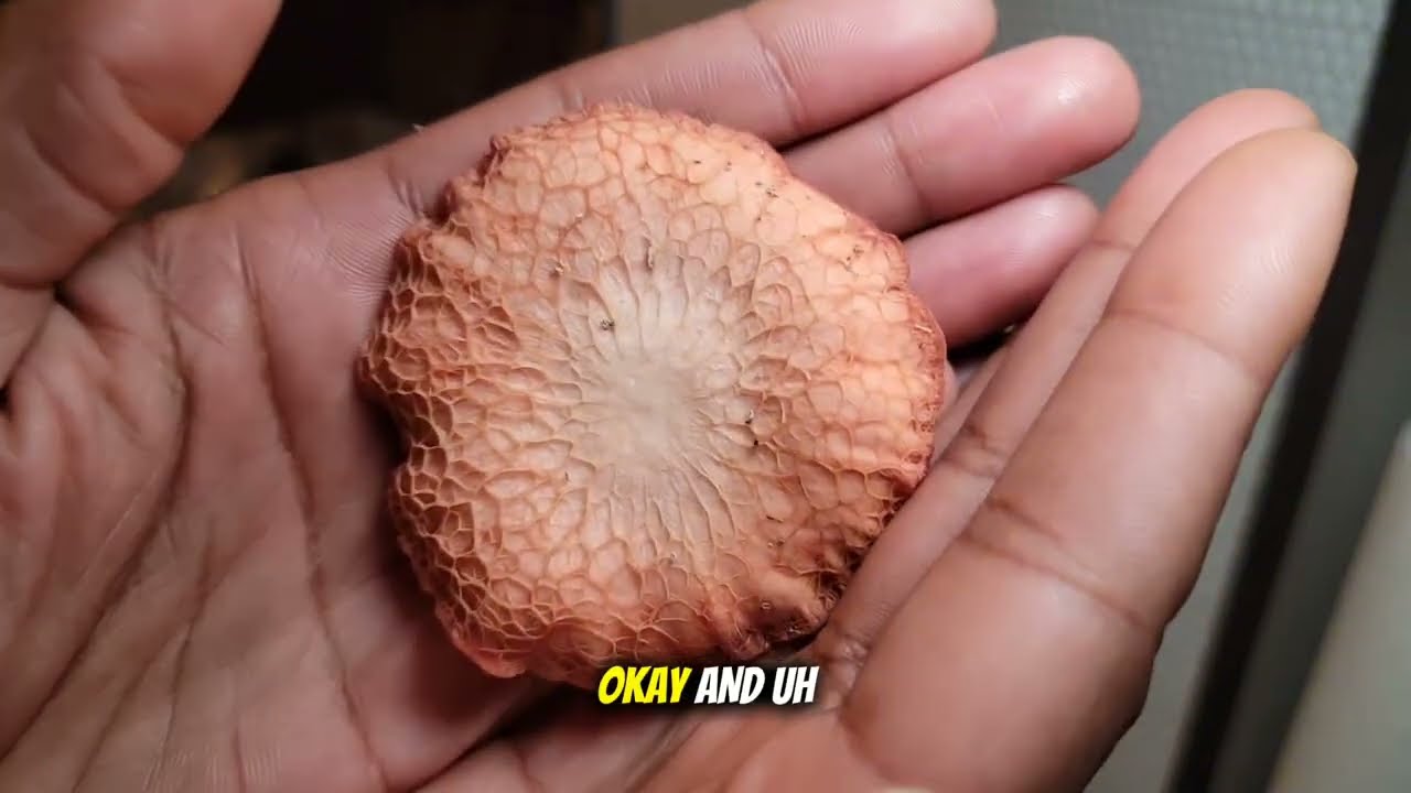 Коллекция спор Rhodotus Palmatus | Mycrodex