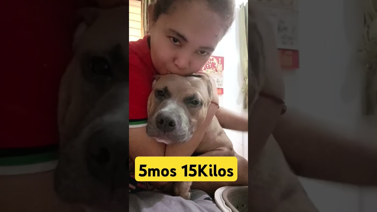 Our 5mos 15Kilos American Bully 