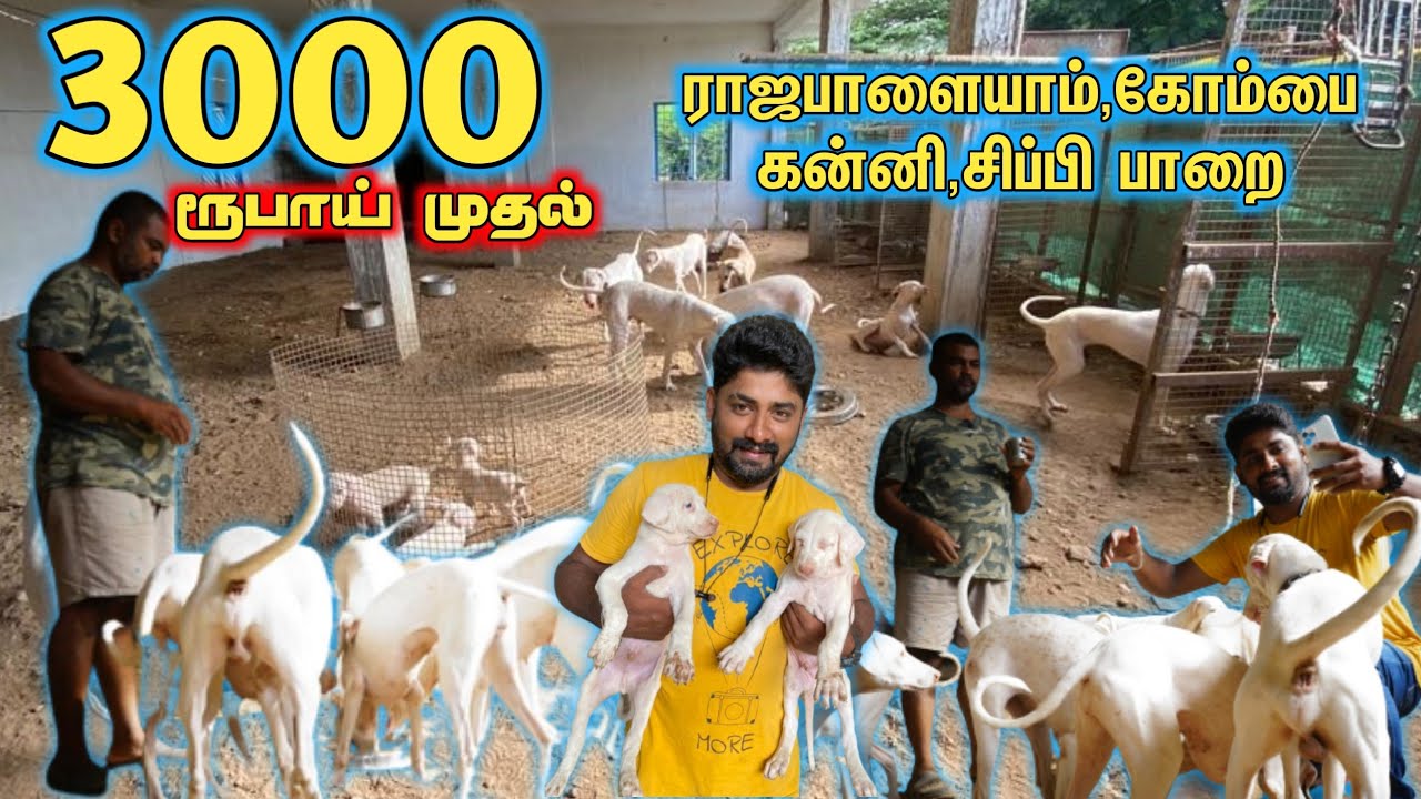 3000 ரூபாய் முதல் Raajapaalayam நாய் வாங்கலாம்- Country Dogs kennel in Coimbatore-Mr camera man