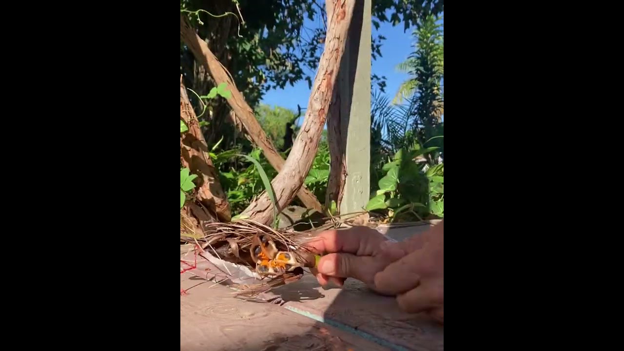 Results from hand pollination   of   &ldquo;Strelitzia reginae&rdquo;   Bird of Paradise