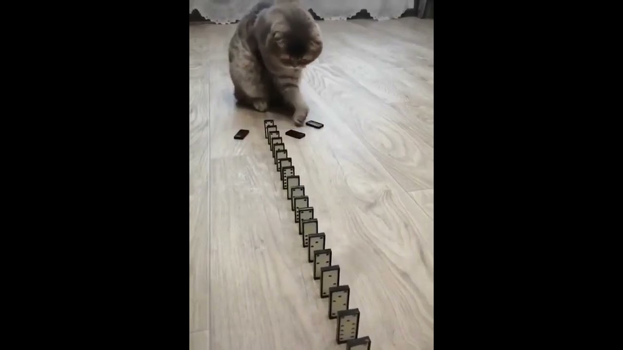 Cute cats!!Funny cats#shorts -