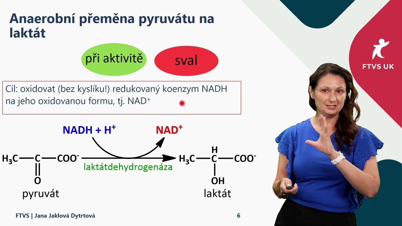 Metabolismus sacharidů (kr&aacute;tk&eacute; video)