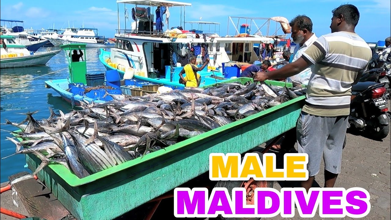 MALE, MALDIVES -  Fish market, local market, North Harbour Terminal:  Virtual Walk