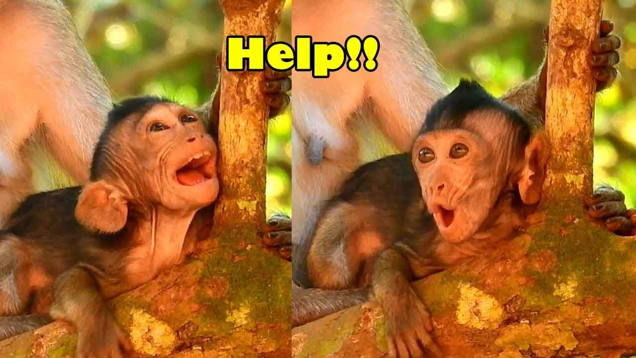 Poor Baby Monkey In Mohanokor Family Cried Sadly Coz Mom Stop Her To Get Milk In The Morning.