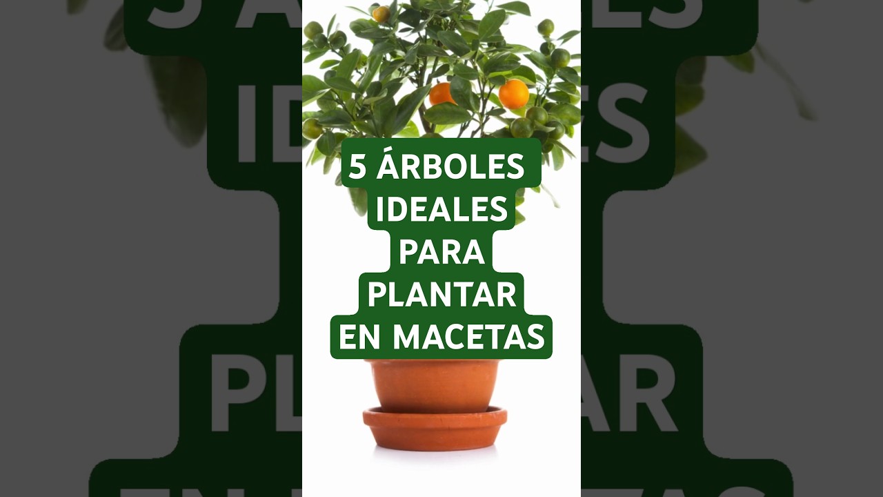 TOP 5 &Aacute;RBOLES FRUTALES PARA PLANTAR EN MACETAS!