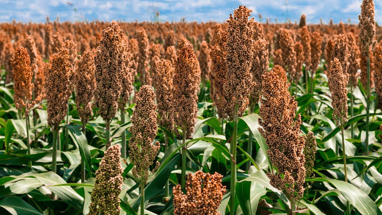 ज्वार की खेती | 80 क्विंटल उत्पादन देने बाली hybrid किस्में |A to Z जानकारी| Jowar ki kheti |Sorghum