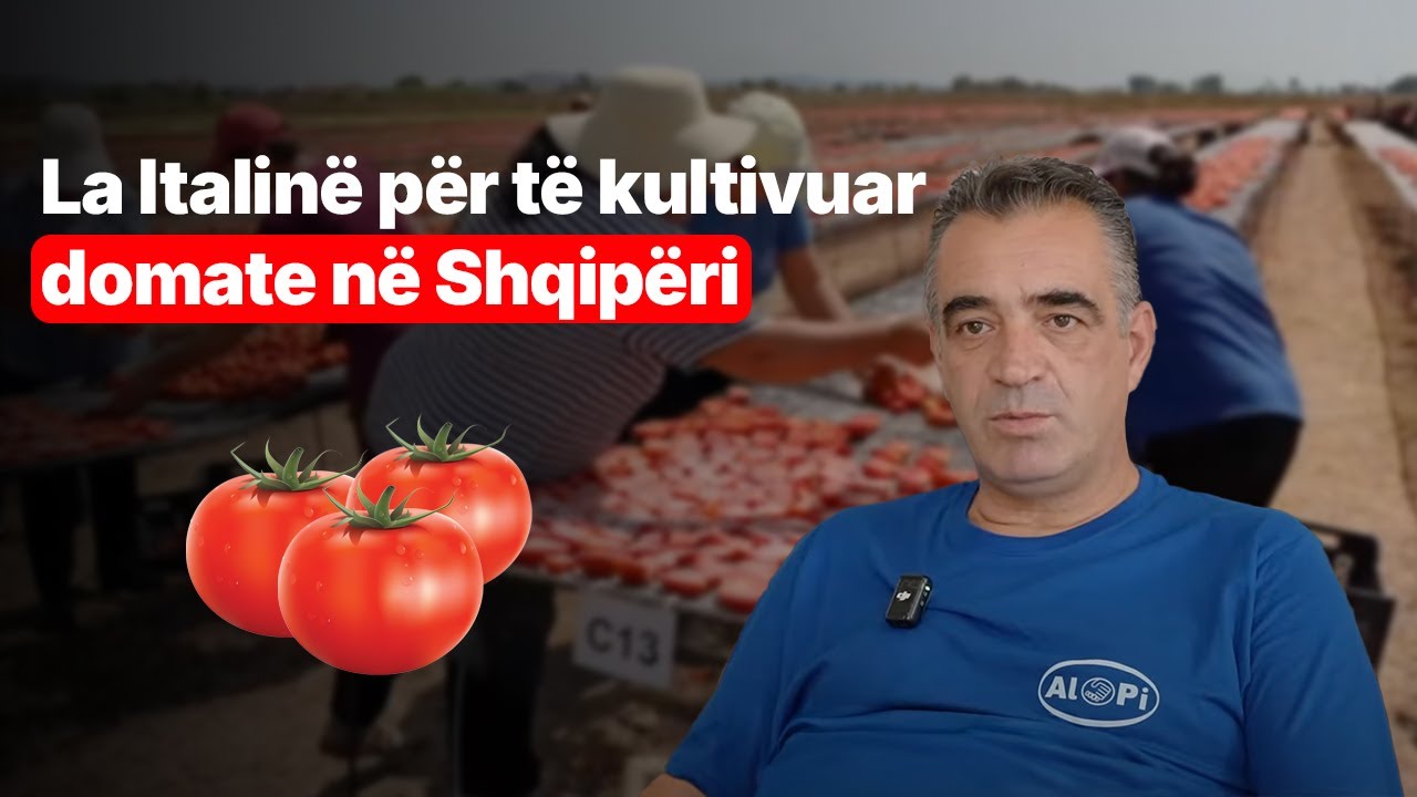 La Italinë për të kultivuar domate në Shqipëri – tani eksporton në mbarë botën