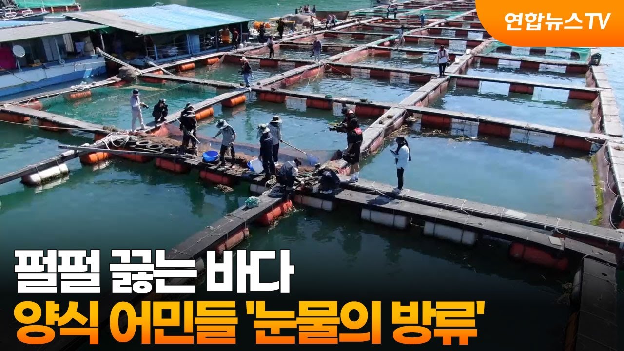 펄펄 끓는 바다&hellip;양식 어민들 '눈물의 방류' / 연합뉴스TV (YonhapnewsTV)