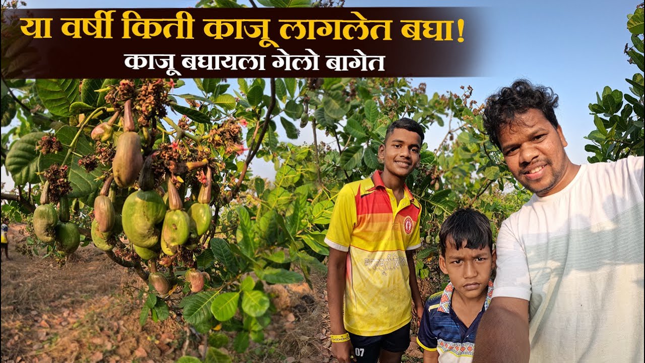 2026 l या वर्षी काजू बघा किती लागलेत l बागेत गेलो काजू बघायला l Pramod Dasam 