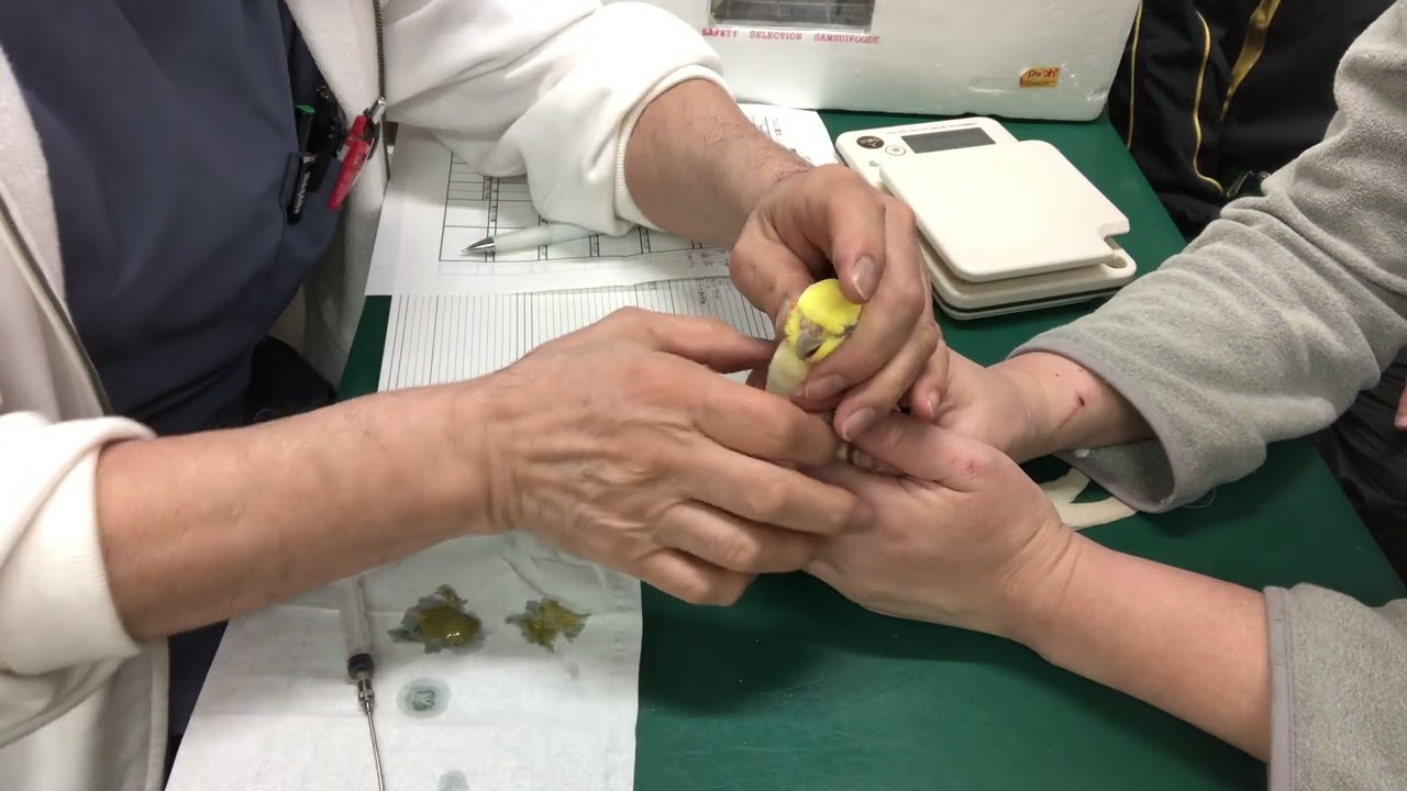 ②オカメインコのルビーちゃんの治療、点眼、栄養補助、光線照射療法