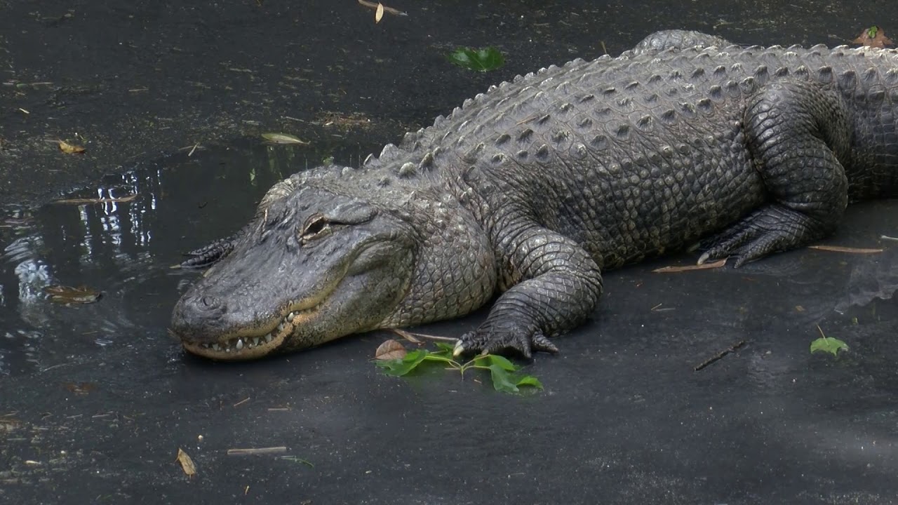 Celebrating 40 Years of the Cape May County Park & Zoo | SNJ Today News