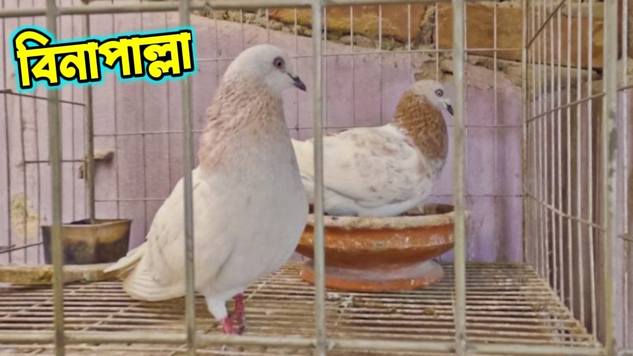 লাল খাকি কবুতরগুলো বিনা পাল্লায় ছাড়বো, ওরা পারবে বাড়ি ফিরতে?