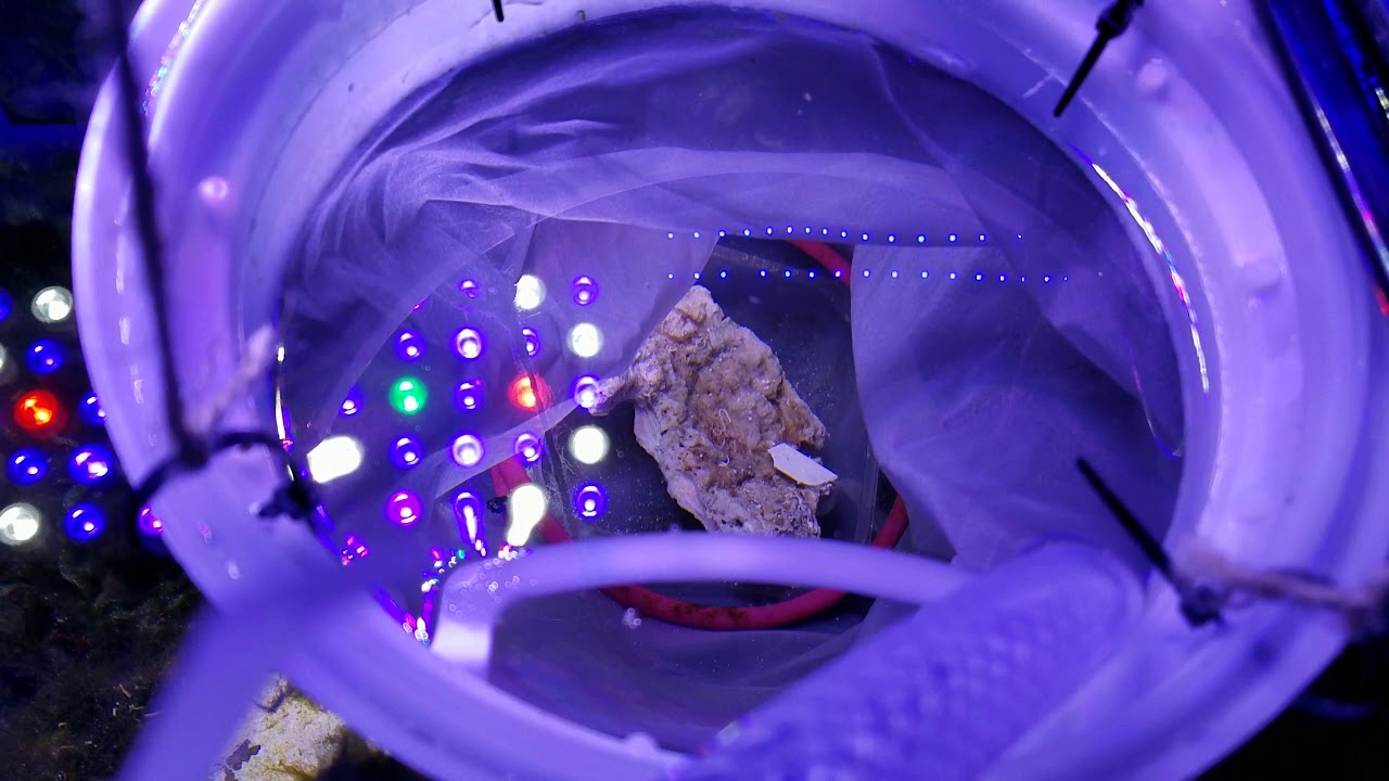 Skunk Cleaner Shrimp Released Hundreds of Babies