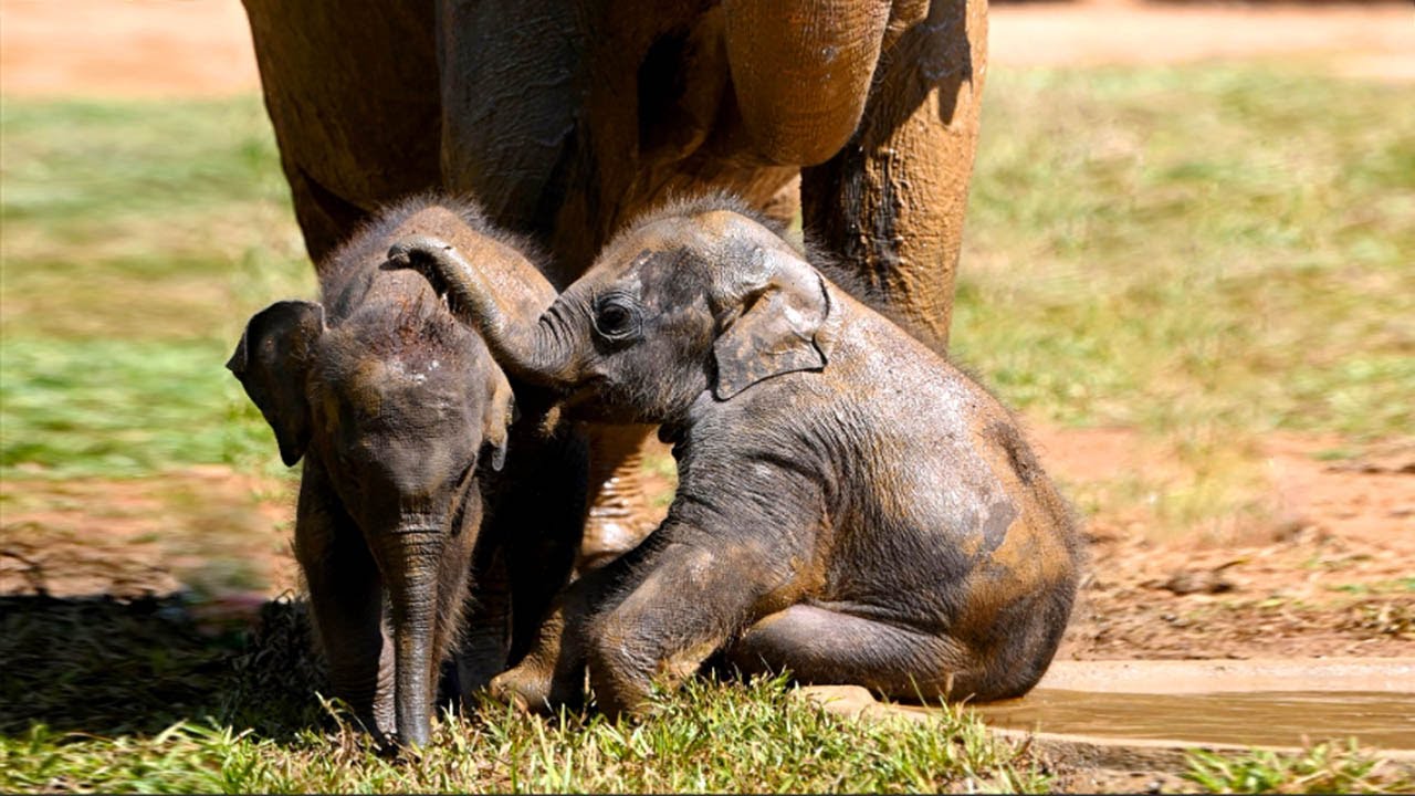 Funny Baby Elephant Meets His New Cousin for the First Time!😂