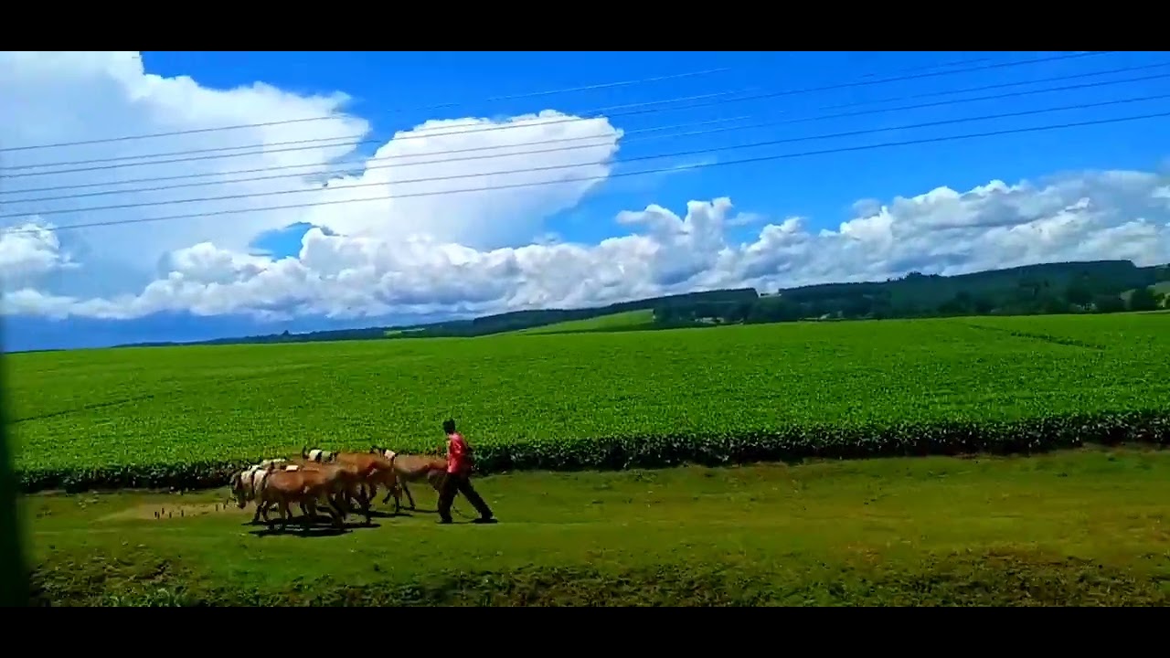 Scenic Drive through kericho tea plantation/kenya👍🔥🔥🚙