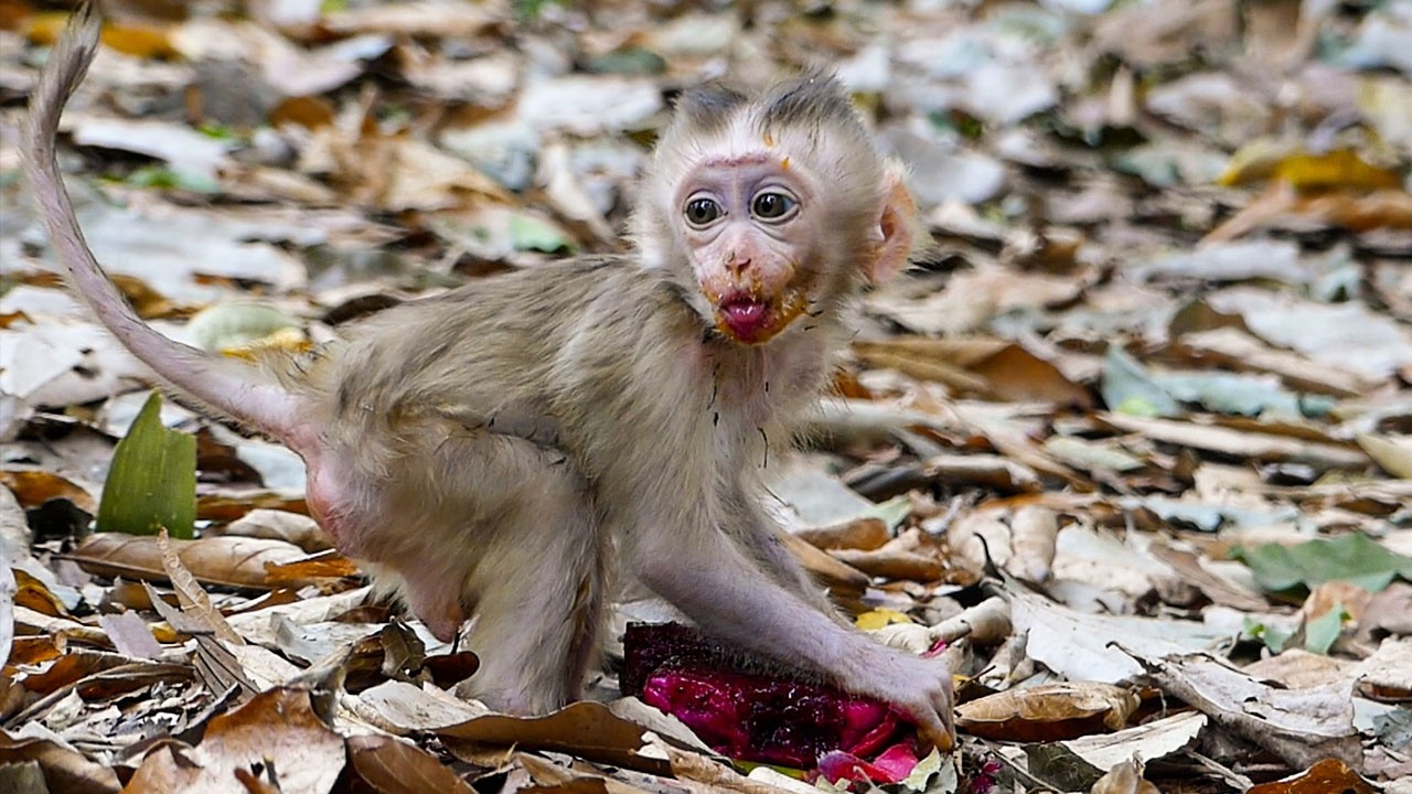 Silent calm forest | Adorable baby monkey Boris enjoys his snacks with his mom, Briana
