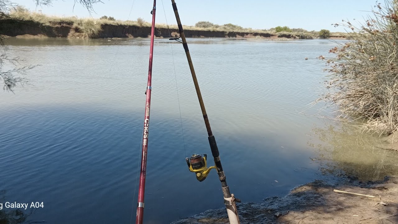 Peje y carpa se suelta😃😃🎣🎣