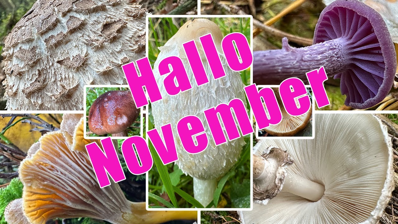 Hallo November! Parasol, Trompetenpfifferling & ein Erstfund, stellenweise extrem wenig Pilzwachstum