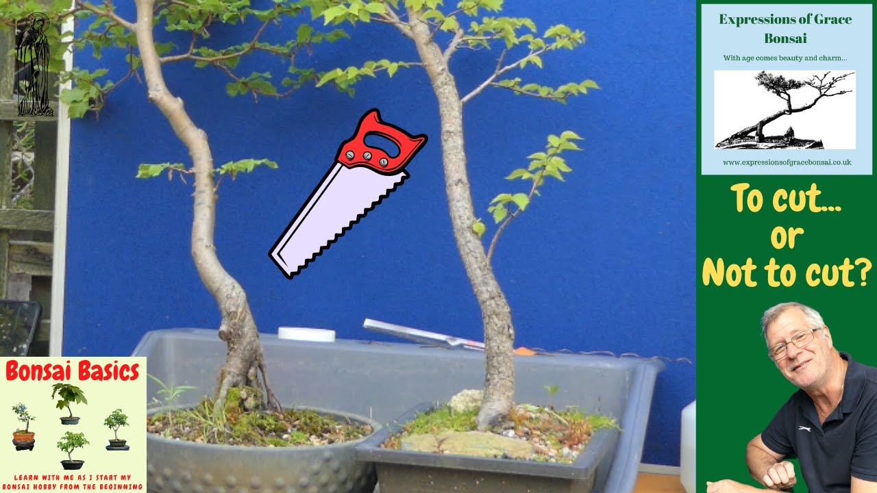How to get the most from Trunk Chops | Top Tips for making Bonsai better