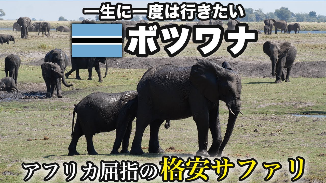 【超圧巻】ボツワナのアフリカトップクラスの格安サファリツアーでゾウの王国に出会う旅【アフリカ旅・海外旅行・観光】