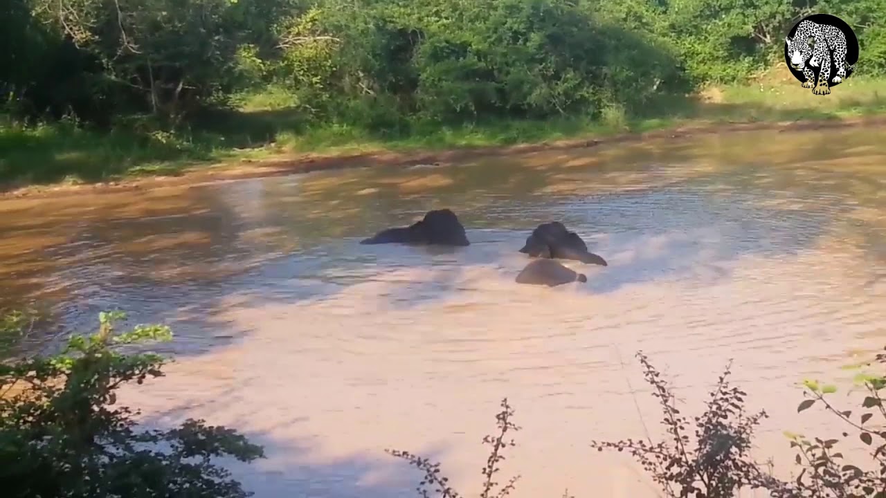 ###Elephant ####Bathing and playing@@@@ Karuwala bokkuwa#### Yala National Park