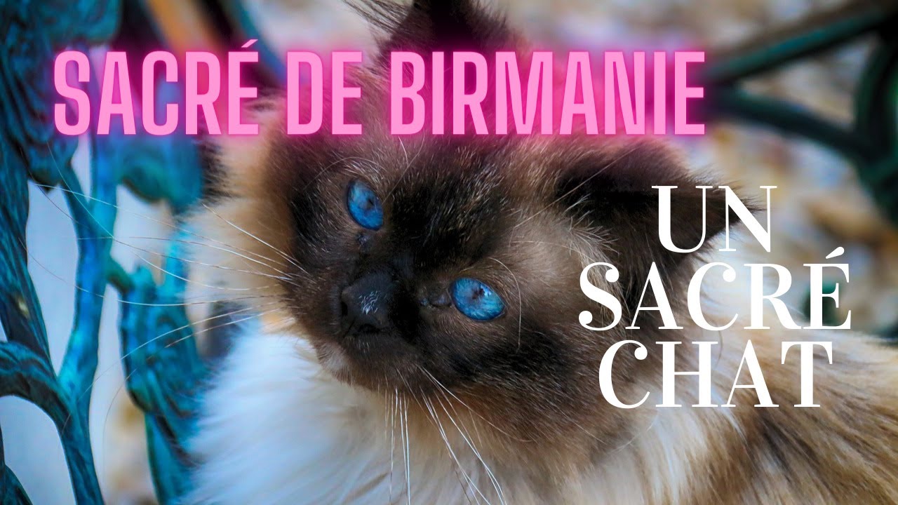 CHAT, sacr&eacute; de Birmanie. Quel sacr&eacute; chat!