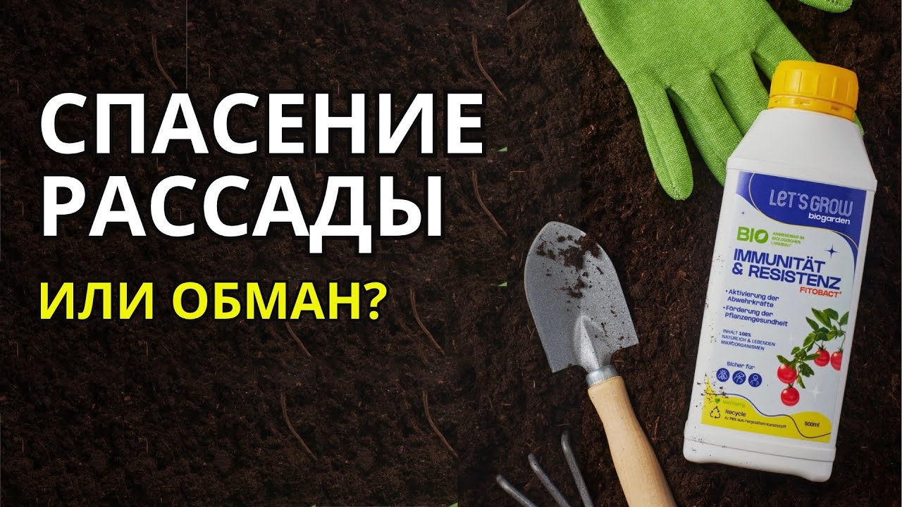 Дача в Германии. Защита рассады от черной ножки, корневых гнилей и прочих &laquo;прелестей&raquo; существует?