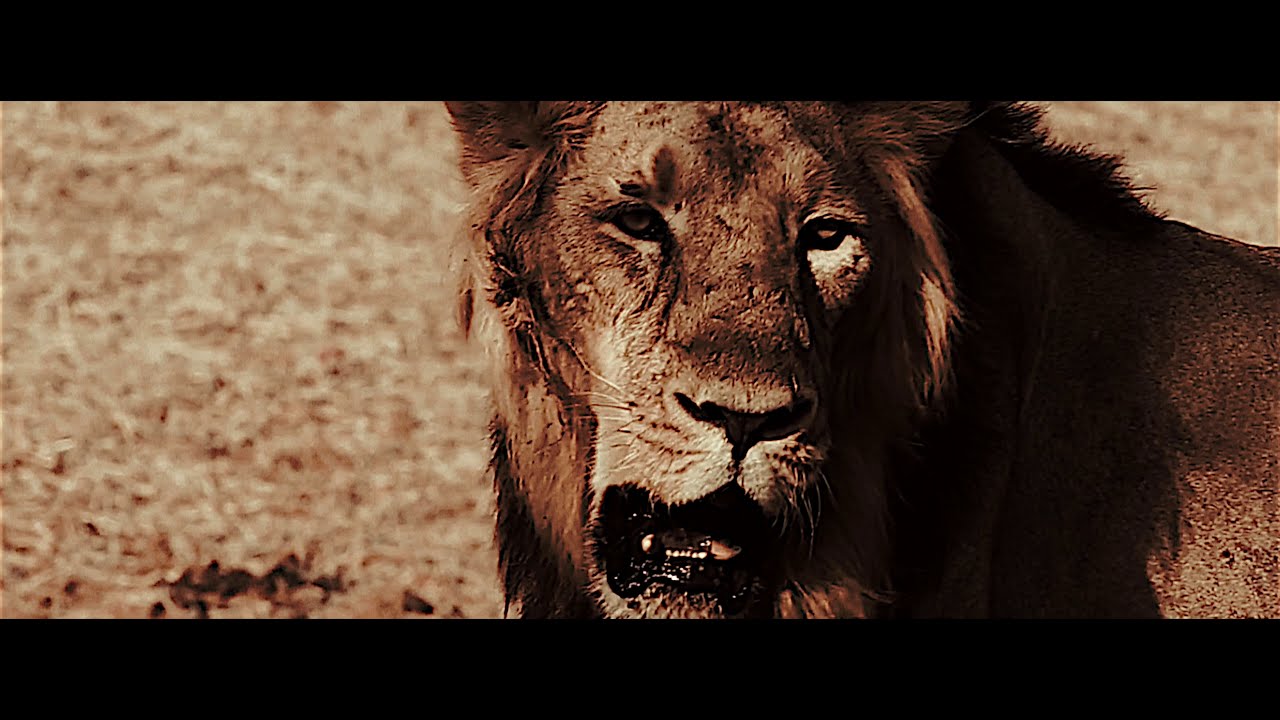 Animal world - struggle for existence