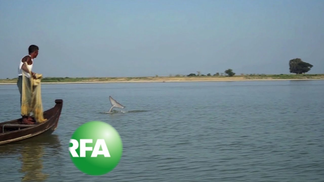 Myanmar's 'Smiling' Irrawaddy Dolphins on Brink of Extinction | Radio Free Asia (RFA)
