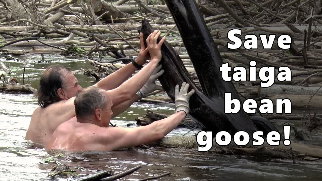 Save taiga bean goose