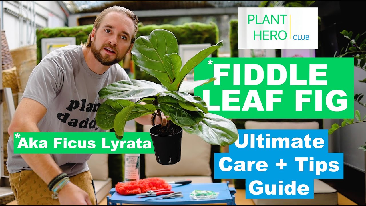 Fiddle Leaf Fig - PLANT HERO ULTIMATE Care + Tips Guide To Growing A Thriving Ficus Lyrata Tree!