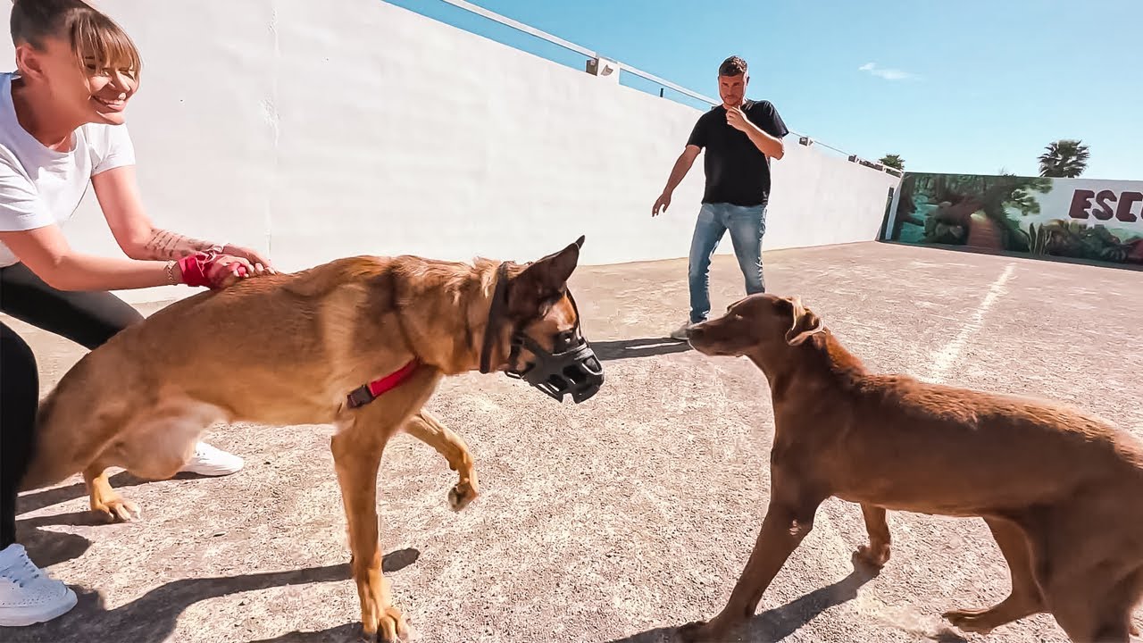 This dog is attacking and OUT OF CONTROL!