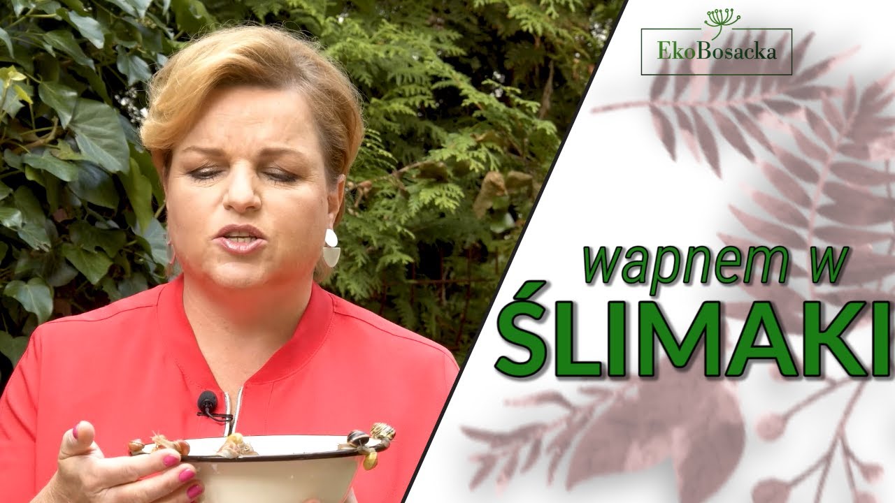 Wapnem w ślimaki - EkoBosacka odc. 111