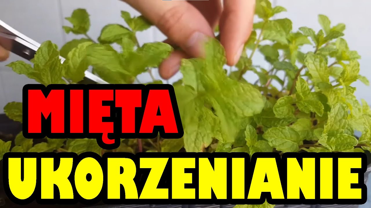 Mięta doniczkowa szybkie rozmnażanie ukorzenianie I How to regrow mint