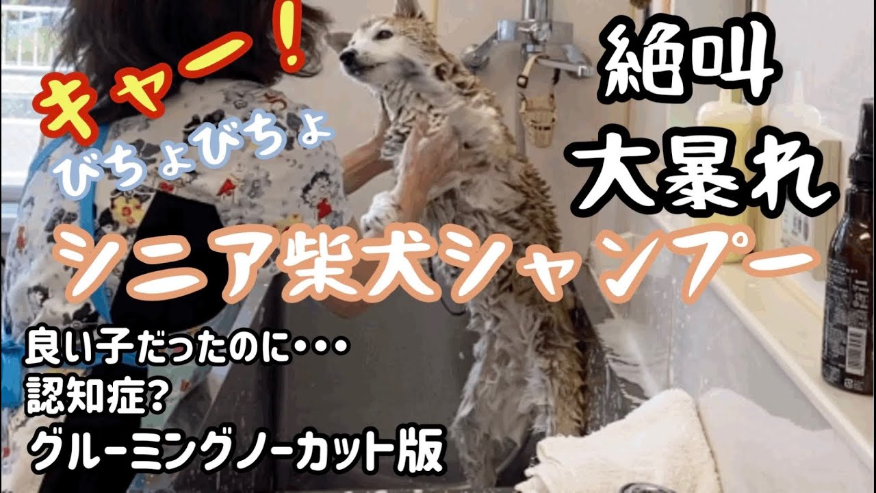 【シニア柴犬】スピード仕上げ 苦手なシャンプー絶叫します