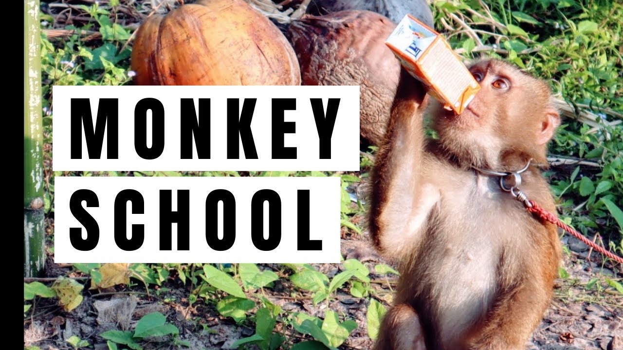 Monkey school in Thailand | Smart Monkeys picking coconuts