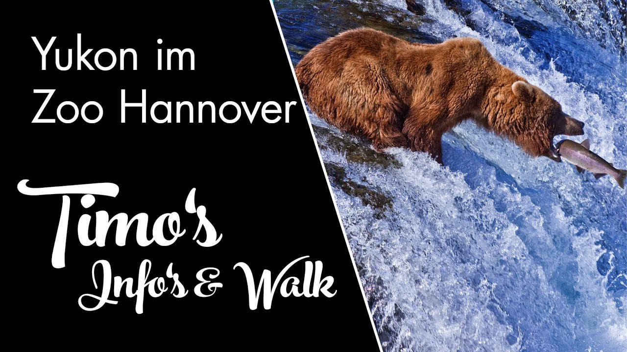 Der Yukon: Eine Reise durch Kanada's Wildnis im Zoo Hannover | #yukonreise