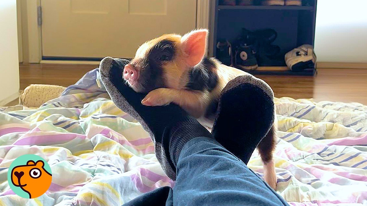 Tiny Pig Acts Like He Owns The Farm And Weighs A Ton | Cuddle Buddies