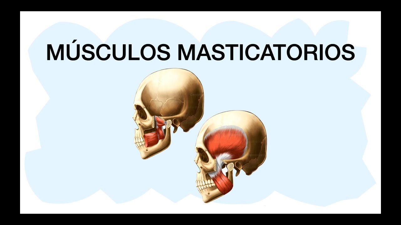 MÚSCULOS DE LA MASTICACIÓN ✅ Anatomía