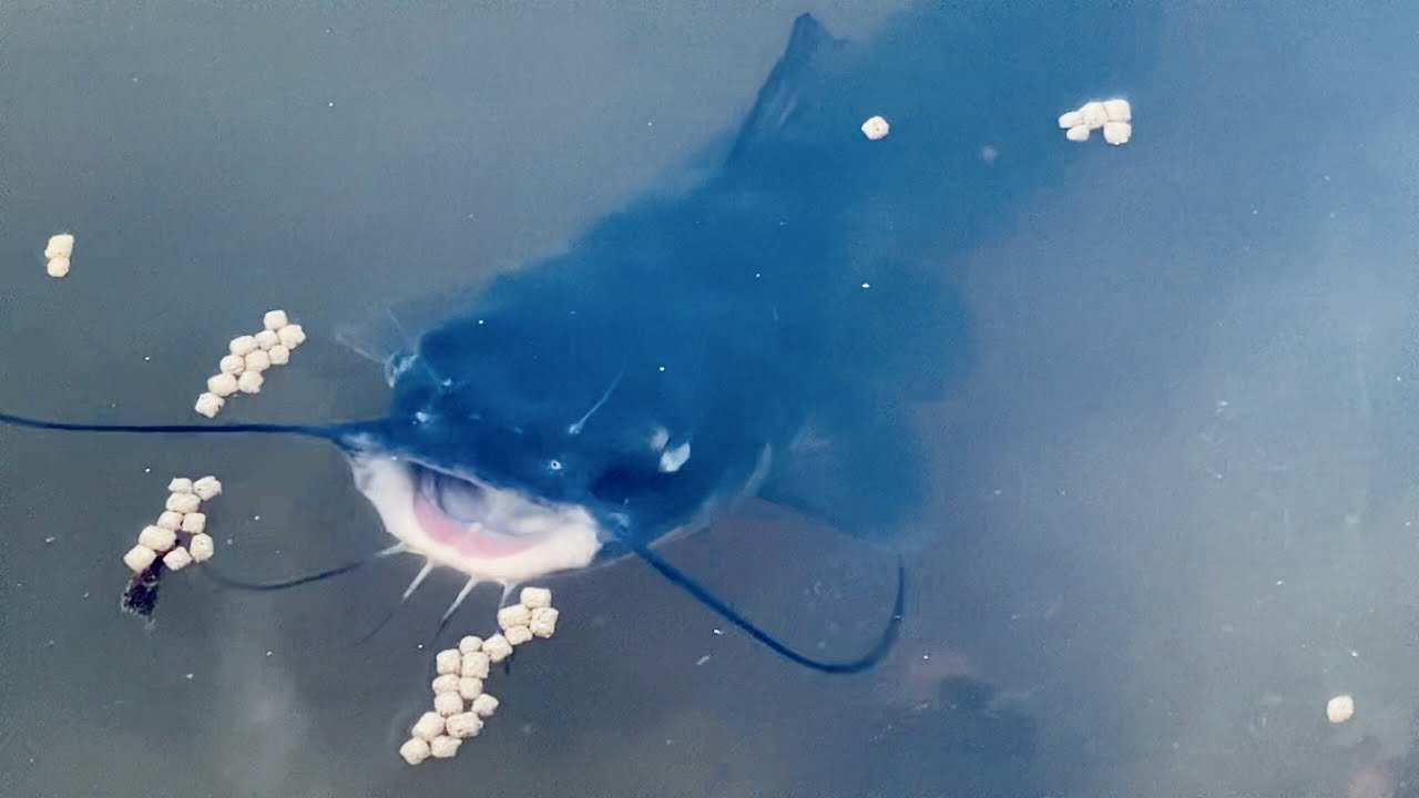 Catfish Feeding I Nicekie Rawlove